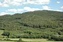 Puzp_010.jpg